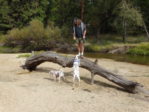 Dad and dogs