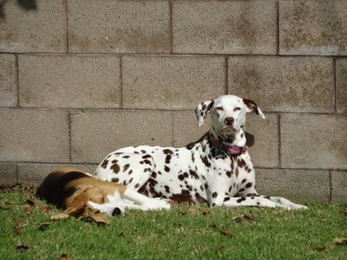 Blake and Dixie