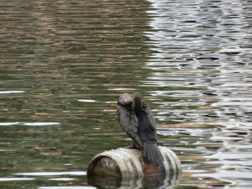 bird at Disneyland