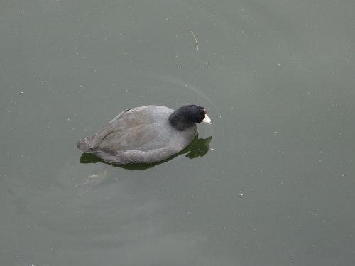 bird at Disneyland