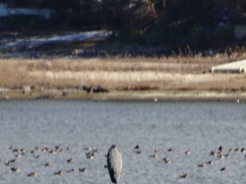 heron at Bass Lake