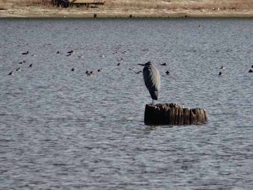 heron at Bass Lake