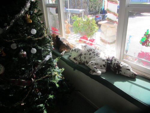 Dogs by the Christmas tree