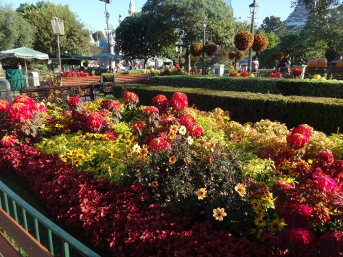 flowers at Disneyland