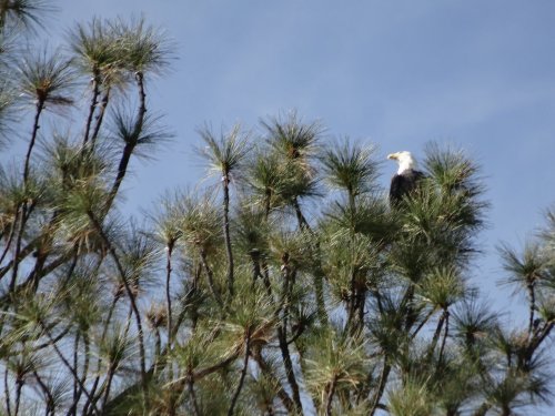 Bald Eagle in pine tree