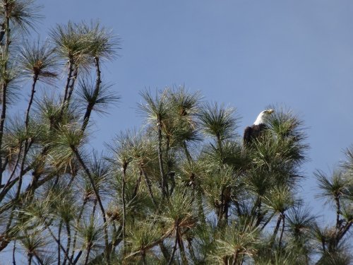 Bald Eagle in pine tree