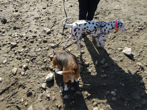 dogs on the beach