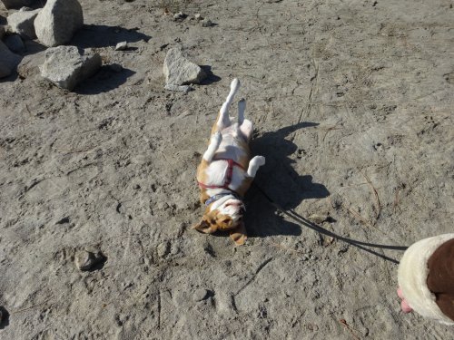 Blake rolling in the sand