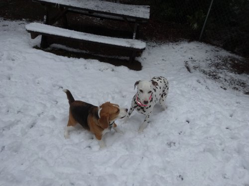 Dogs playing in the snow