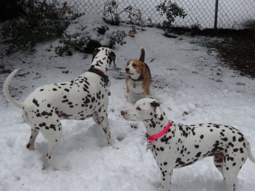 Dogs playing in the snow