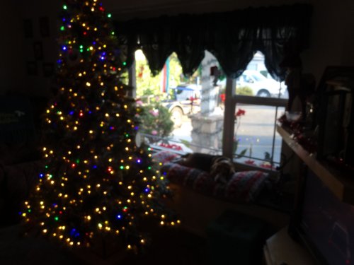 Blake in window by Christmas tree