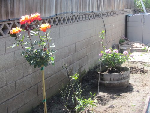 flowers in backyard