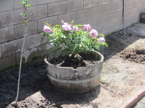 flowers in backyard