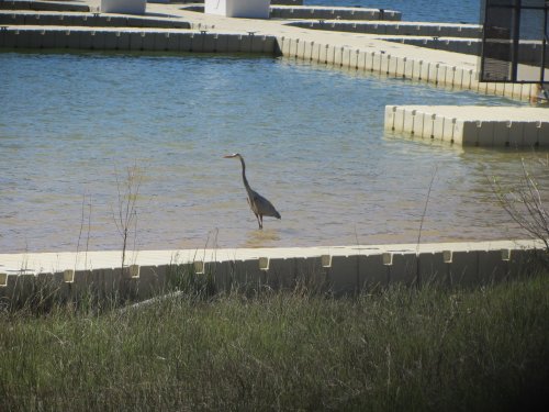 heron by the lake