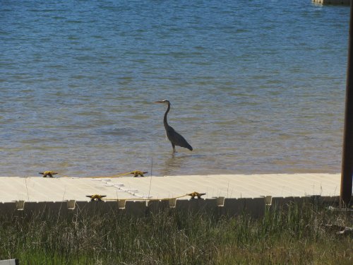 heron by the lake
