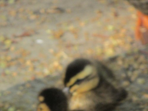 baby ducks