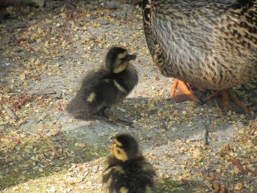 baby ducks