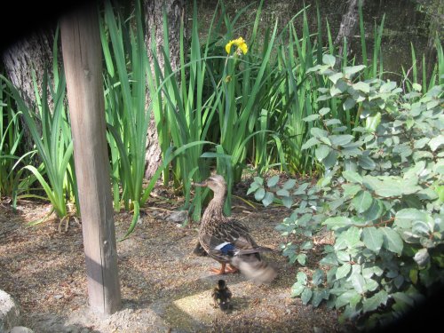 baby ducks