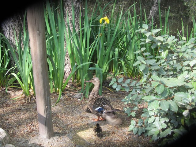 baby ducks