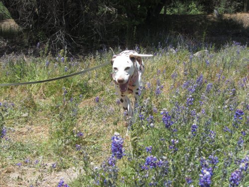 Dixie amongst the Lupine