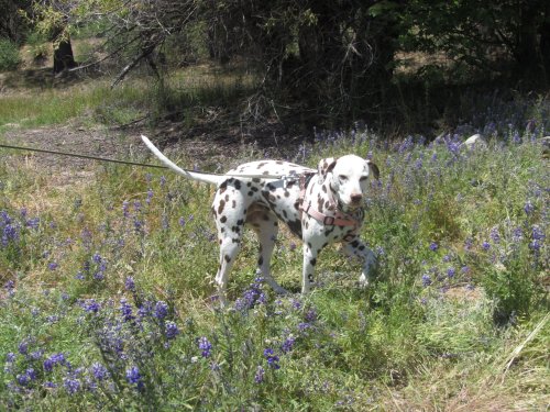 Dixie amongst the Lupine