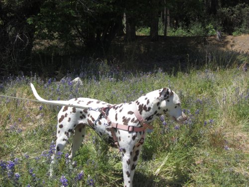 Dixie amongst the Lupine