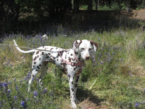 Dixie amongst the Lupine