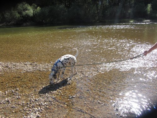 Lucky in the Merced River