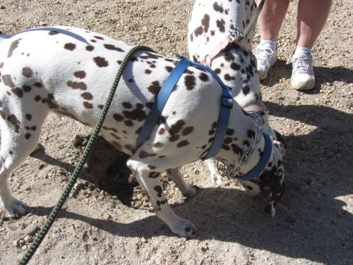 Dogs digging a hole