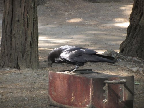 Raven on barbecue