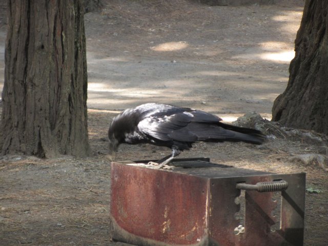Raven on barbecue