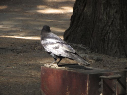 Raven on barbecue