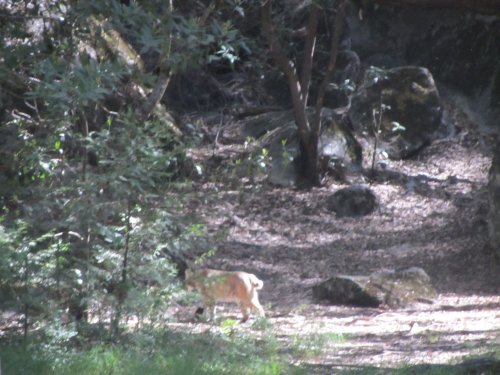 Bobcat by the Ahwahnee Hotel