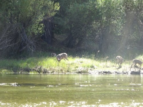 Deer by Merced river