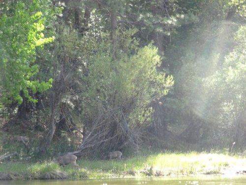 Deer by Merced river