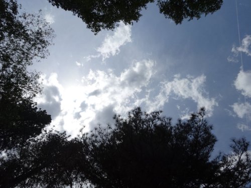 clouds and trees