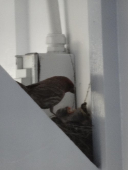 baby birds on our front porch