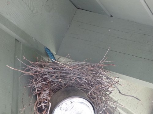Blue Jay nest