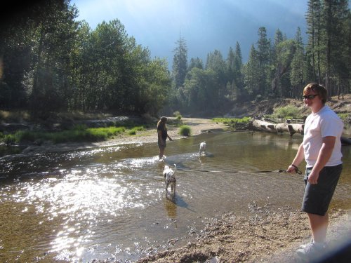 Boys and dogs in the river