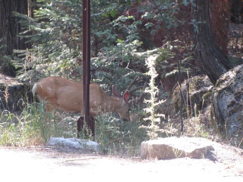Deer in Yosemite