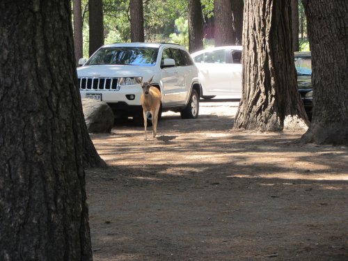 Deer in parking lot at Camp curry