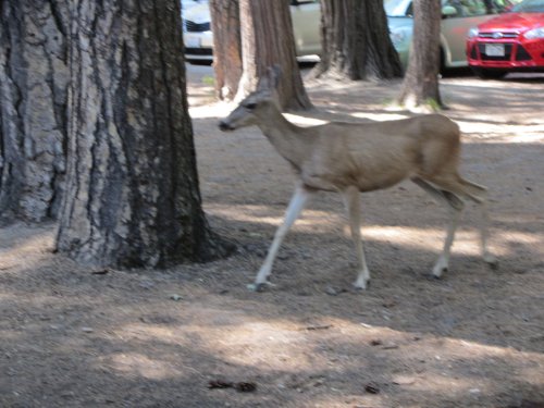 Deer in parking lot at Camp curry