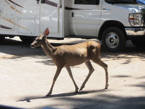 Deer in parking lot at Camp curry