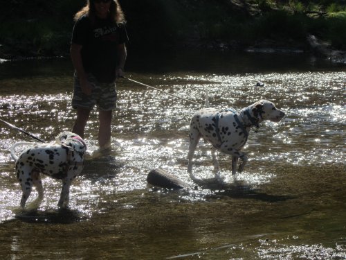 Dad and dogs in the river