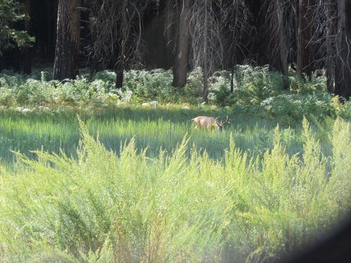 Deer in meadow