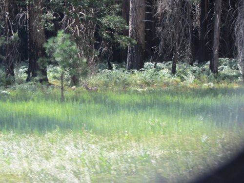 Deer in meadow