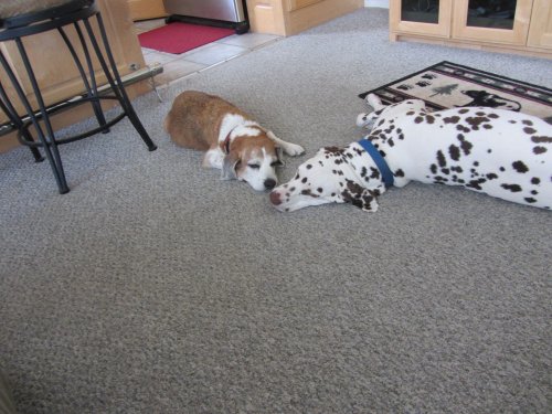 Riley and Lucky relaxing
