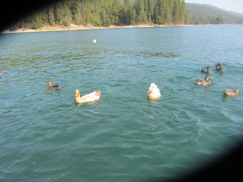 Ducks at the dock