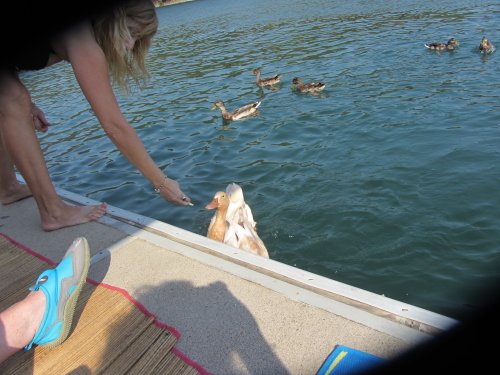 Kim feeding duck