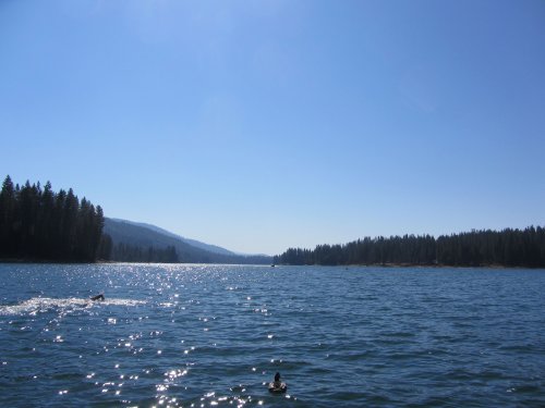 Duck, lake, and Dave swimming to buoy